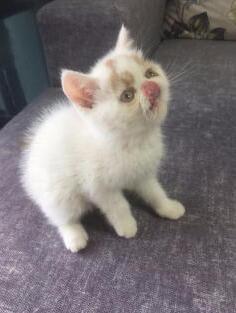 本地猫舍 家养美短 英短蓝猫渐层 蓝白 加菲 包活 本地猫舍 家养美短 英短蓝猫渐层 蓝白 加菲 包活