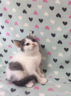 本地猫舍 家养美短 英短蓝猫渐层 蓝白 加菲 包活 本地猫舍 家养美短 英短蓝猫渐层 蓝白 加菲 包活